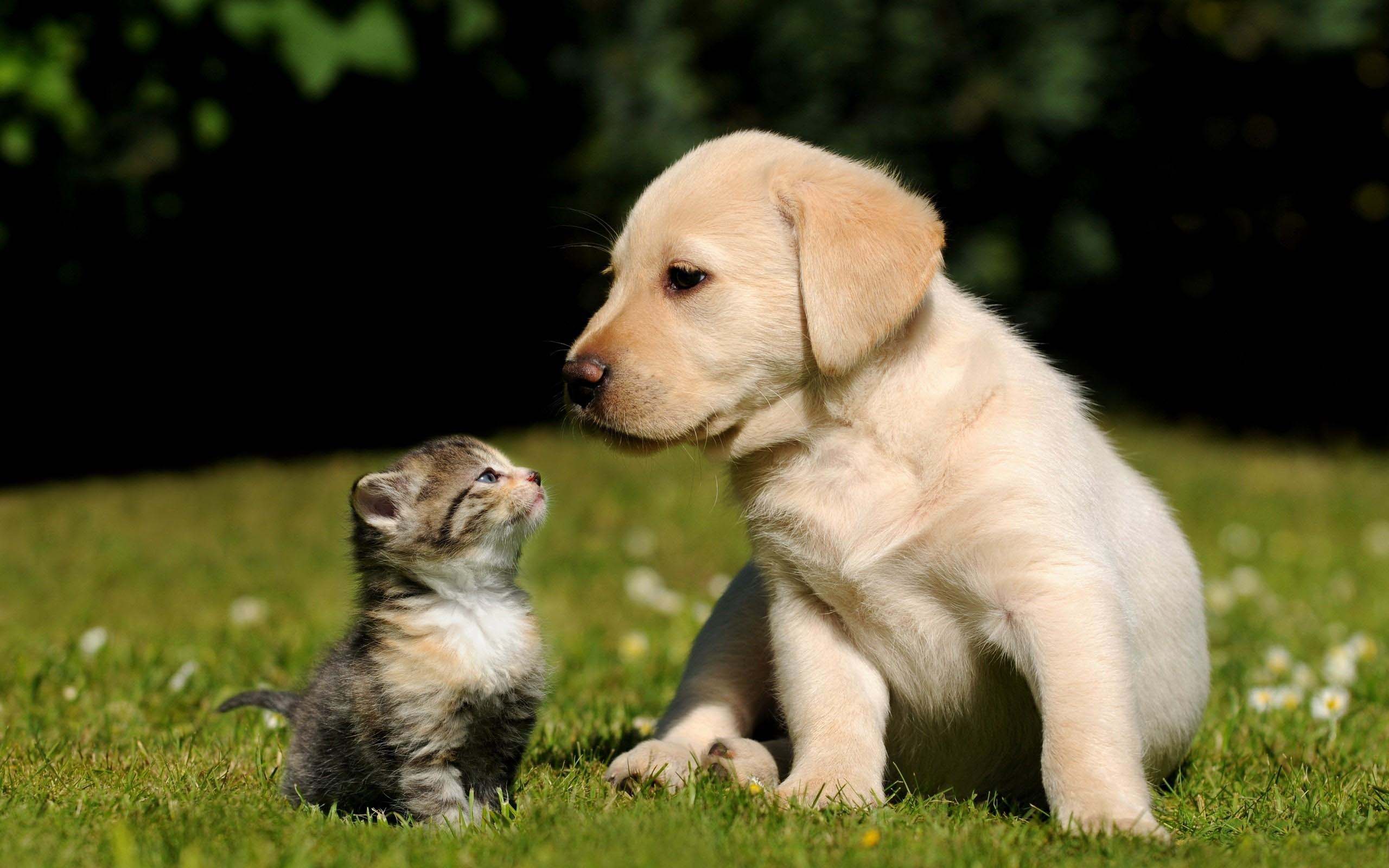Cute dog and cat pictures together
